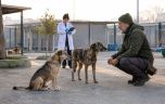 Sokak Köpekleri Sorunu Toplayarak Değil, Sistem Kurarak Çözülür