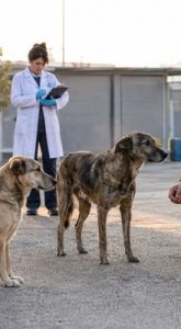 Sokak Köpekleri Sorunu Toplayarak Değil, Sistem Kurarak Çözülür