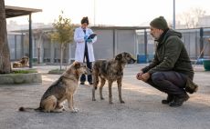 Sokak Köpekleri Sorunu Toplayarak Değil, Sistem Kurarak Çözülür