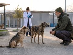 Sokak Köpekleri Sorunu Toplayarak Değil, Sistem Kurarak Çözülür