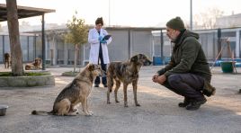 Sokak Köpekleri Sorunu Toplayarak Değil, Sistem Kurarak Çözülür