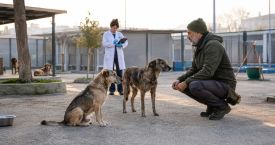 Sokak Köpekleri Sorunu Toplayarak Değil, Sistem Kurarak Çözülür
