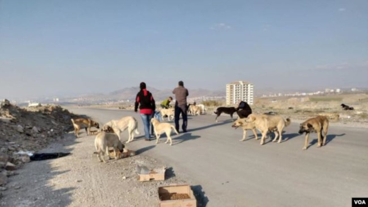 Diyarbakır İl Hayvanları Koruma Kurulu toplantısında belediyelerin sahipsiz hayvan toplama